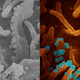 Scanning electron microscope image of viral shedding. Image on the left is the original black-and-white, while the image on the right is the colorized version. Virus particles are shown in blue.
